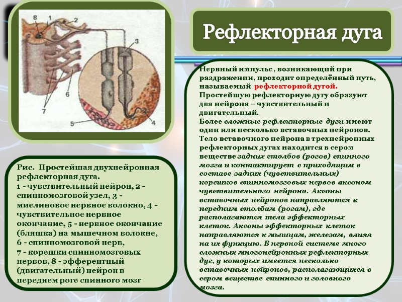 Рефлекторная дуга  Нервный импульс , возникающий при раздражении, проходит определённый путь, называемый 